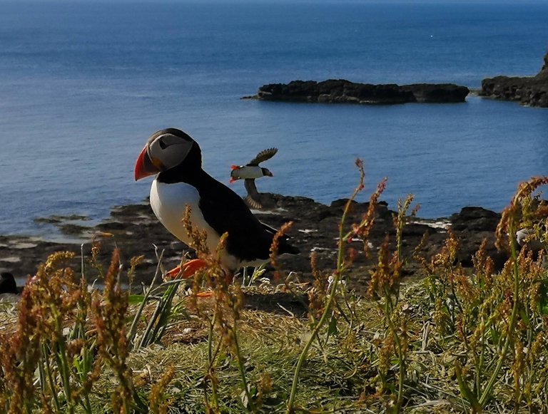 Puffins Therapy in Treshnish Isles Wildlife Cruise Tour from Oban, Scotland