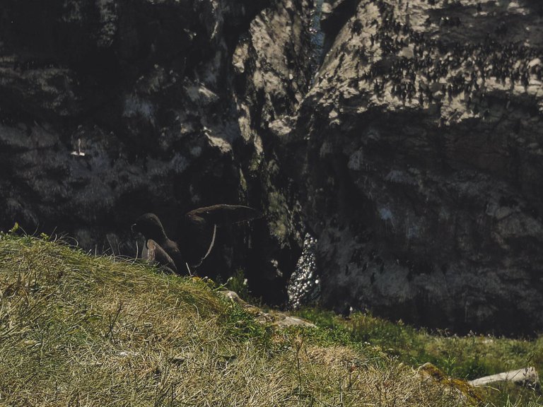 Razorbill stretching its wings with guillemot colony behind him in Lunga Island, Scotland