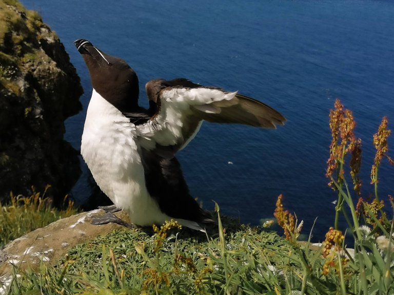 Razorbill stretching its wings on the Treshnish isles wildlife tour, Scotland