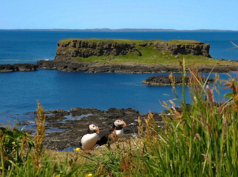 Cute puffins on Lunga island, the Treshnish isles wildlife tour, Scotland