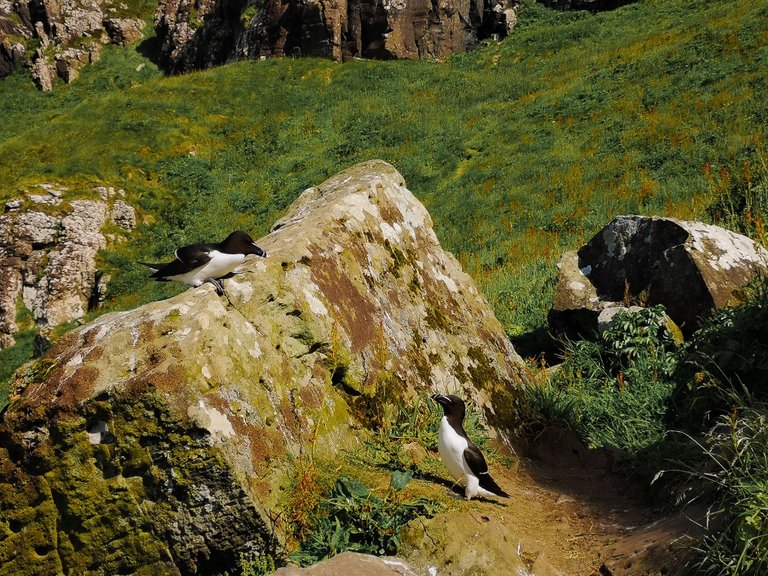 Two razorbills looking at each other, the Treshnish isles wildlife tour, Scotland