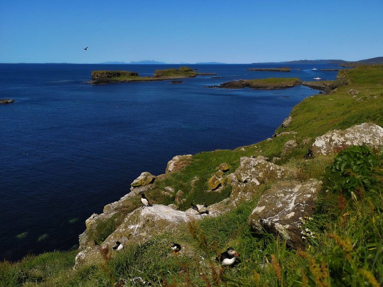 Walking in Lunga island, the Treshnish Isles wildlife tour, Scotland