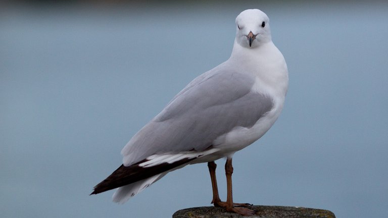 Winking Seagull - Canon 5d mkiii 135mm Prime Lens