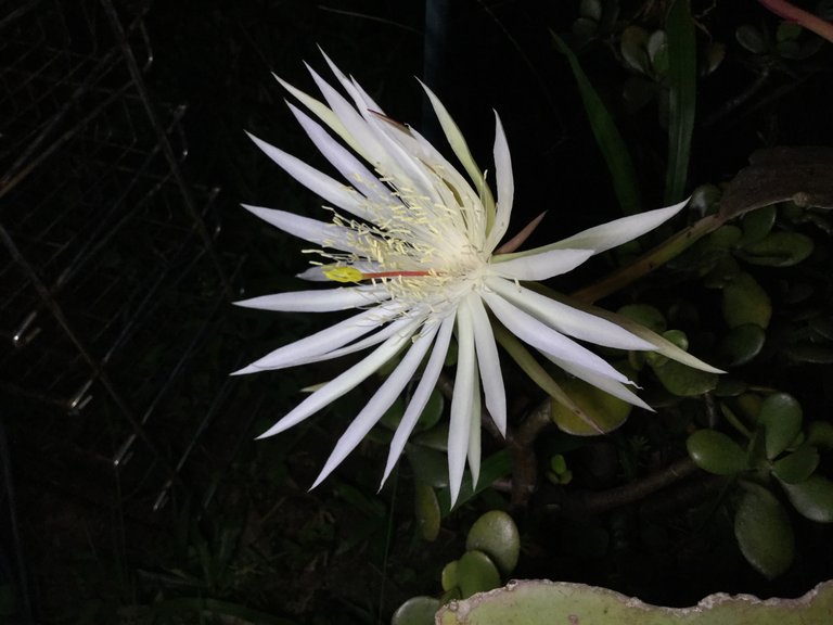 https://d1vof77qrk4l5q.cloudfront.net/img/enjoycompany-challenge-post-moonlight-cactus-self-seeded-and-flowered-tenkminnows-7zgf7lkg-1553469461267.jpg