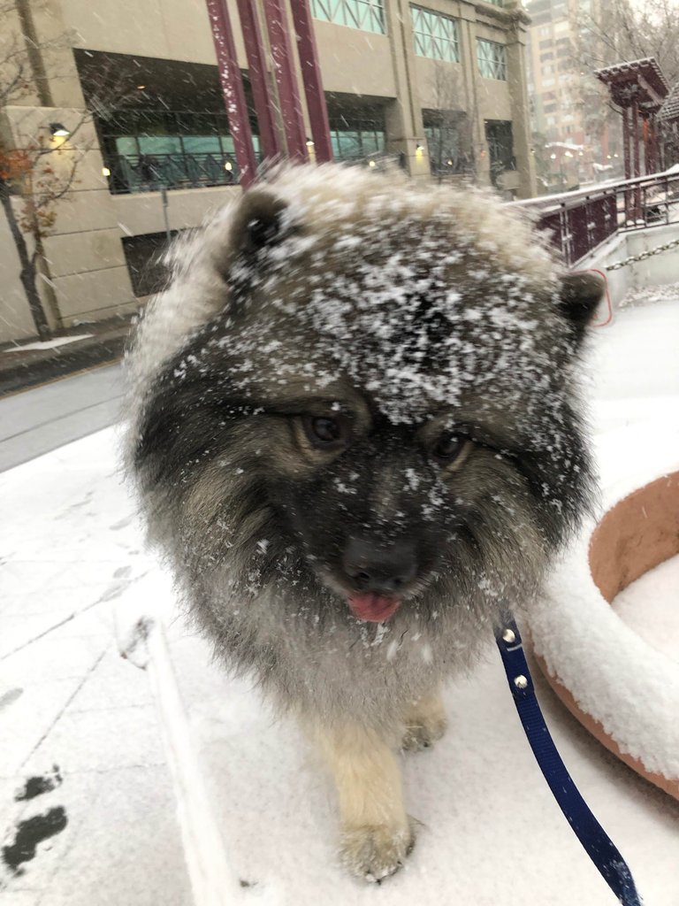 https://d1vof77qrk4l5q.cloudfront.net/img/lastchancelast-bandit-my-snowy-best-friend-fj8jftpo-1548813169032.jpg