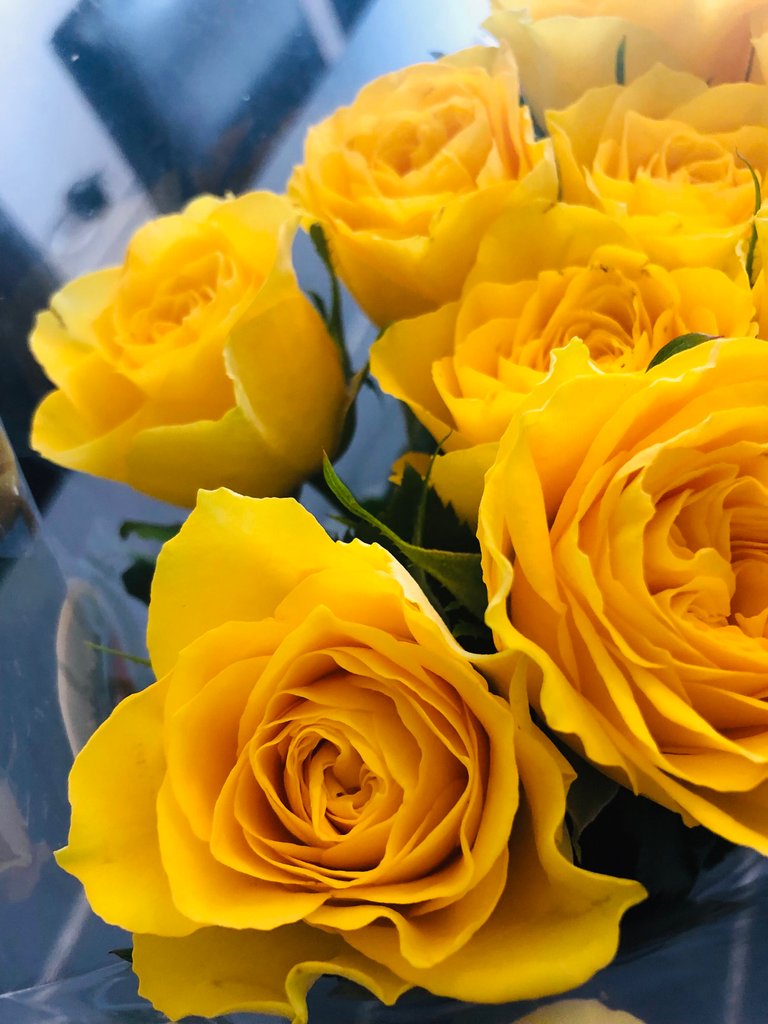 https://d1vof77qrk4l5q.cloudfront.net/img/samiirasam-this-is-the-dutch-yellow-rose-wspaqfgu-1549200410659.jpg