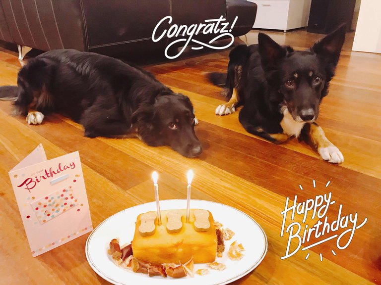 https://d1vof77qrk4l5q.cloudfront.net/img/simonsayz-happy-birthday-to-the-border-collie-bros-crypto-ddori-happy-2-years-old-2pzejdgu-1561713402523.jpg