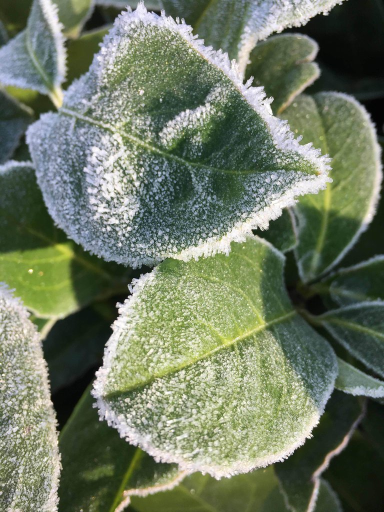 https://d1vof77qrk4l5q.cloudfront.net/img/viruk-frosty-leaves-on-a-cold-morning-hqj9fcmo-1549495003065.jpg