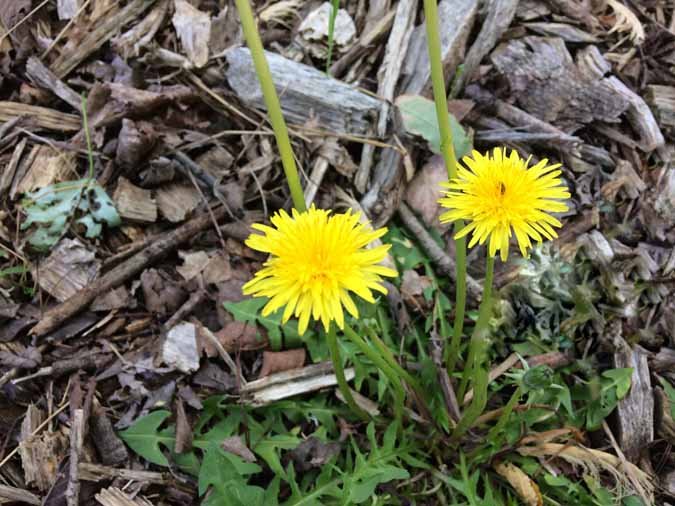 Dandelions - Uses, Eating. Medicine