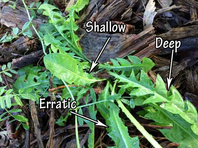 Dandelions - Uses, Eating. Medicine