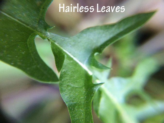 Dandelions - Uses, Eating. Medicine