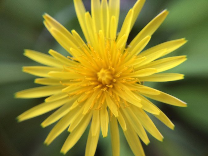 Dandelions - Uses, Eating. Medicine