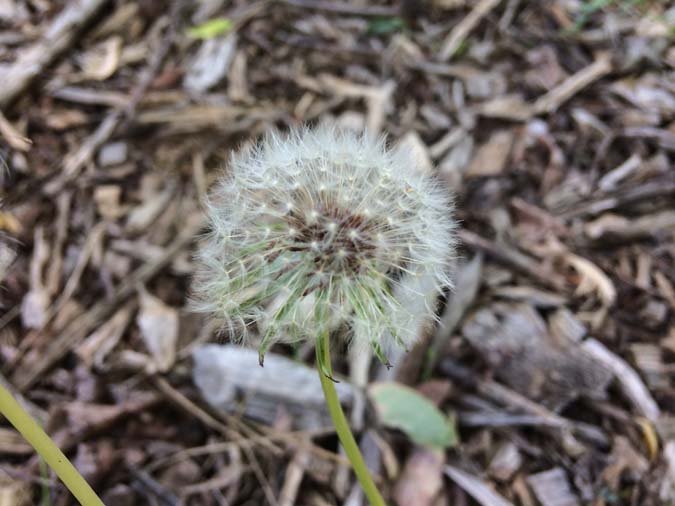 Dandelions - Uses, Eating. Medicine