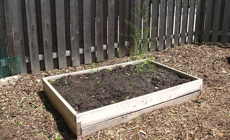 Asparagus bed