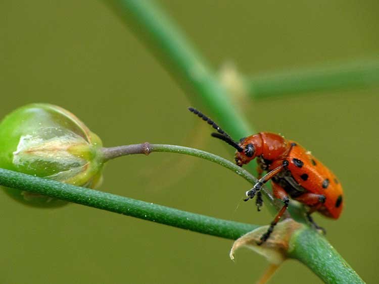 Asparagus beetle