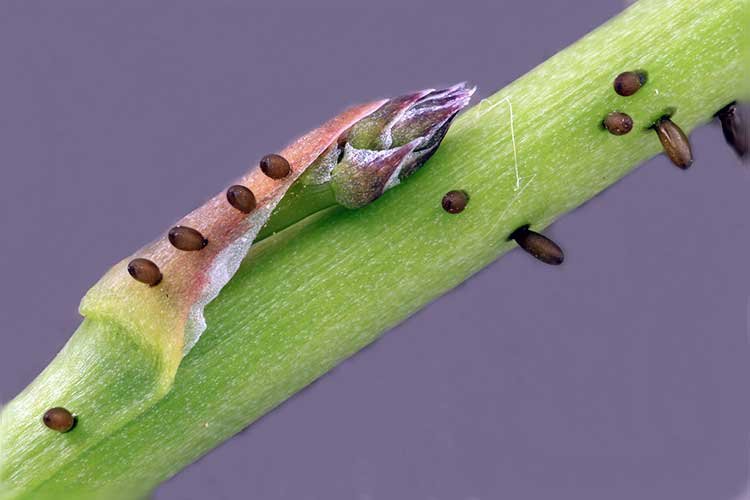 Asparagus beetle eggs