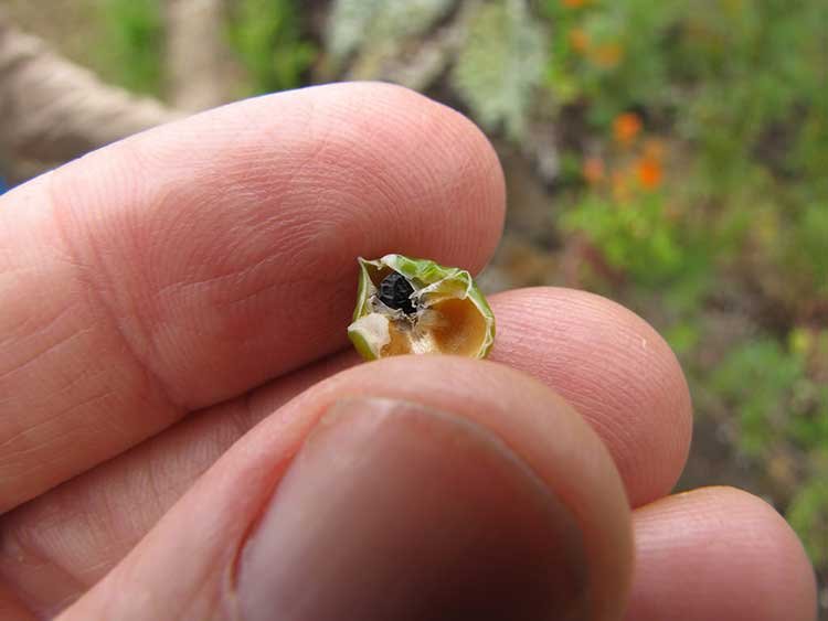 Asparagus seed in pod