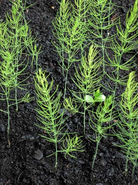 Baby asparagus foliage