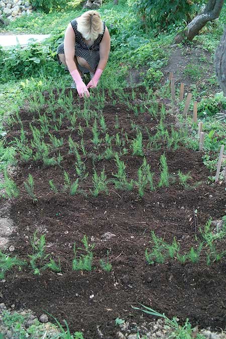 Mary Washington asparagus field