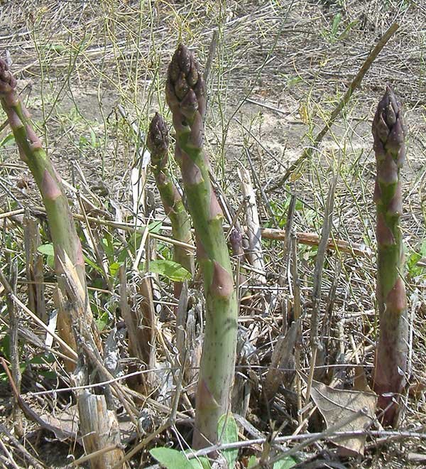 Young asparagus sprouts