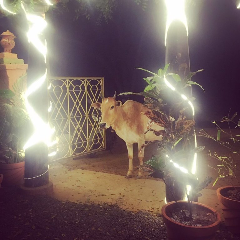 Friendly cow in Auroville