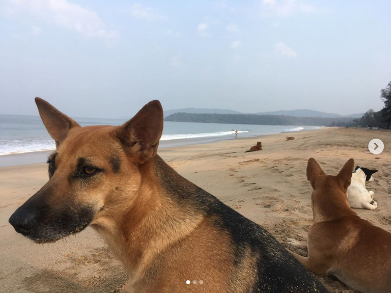 Beach dogs of Agonda, Goa