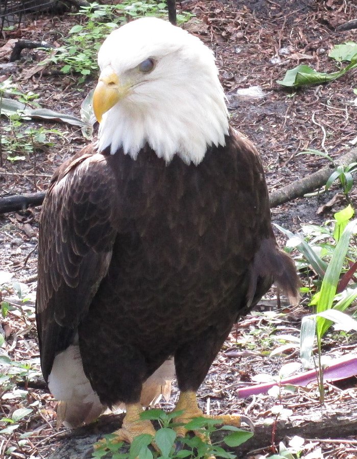 Bald Eagle on ground IMG by Crystalfire on 500px.com