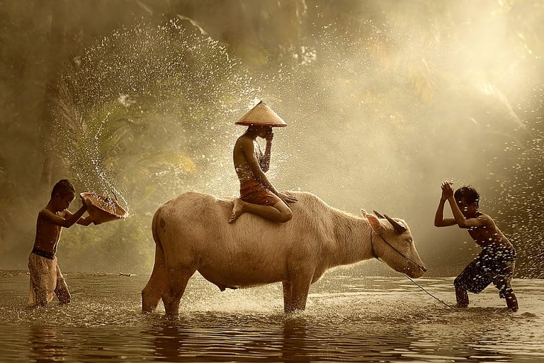 Water Buffalo by Vichaya Pop on 500px.com