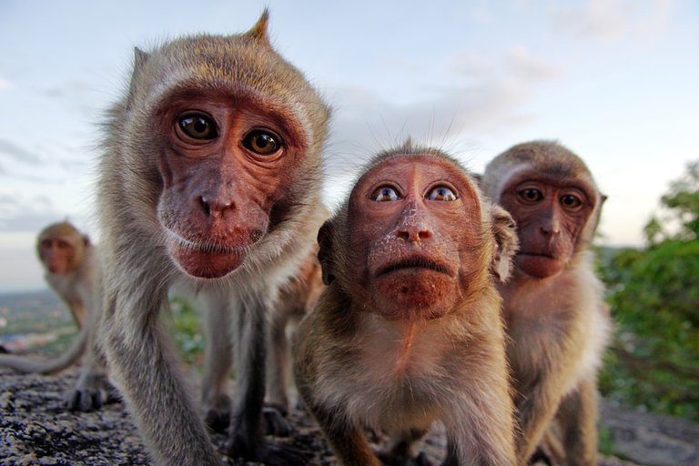 Wonder Monkeys by Chainfoto Krainukul on 500px.com