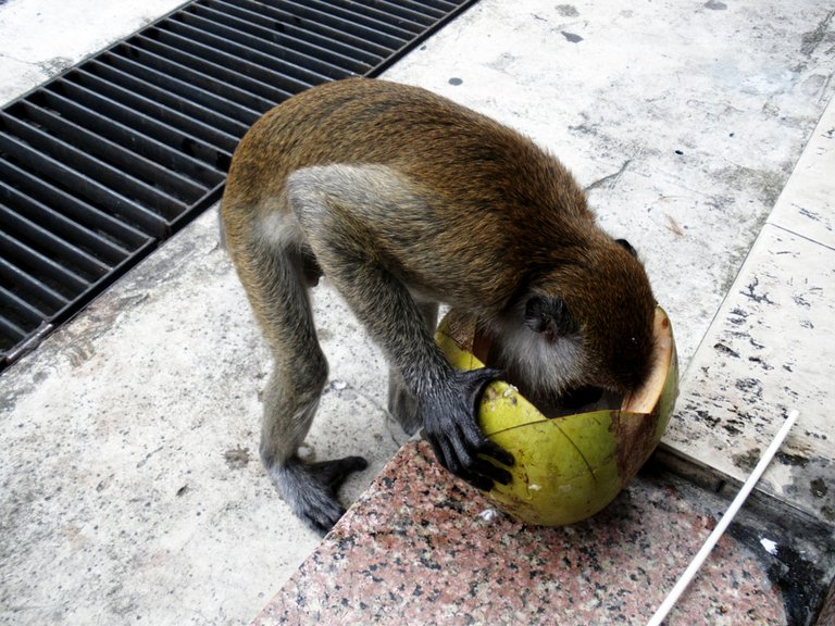 Monkey stole my coconut by Debra Jordan on 500px.com