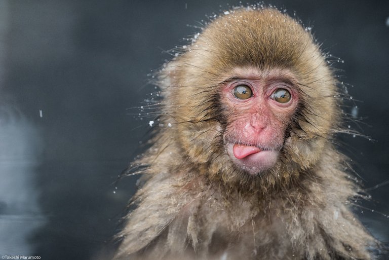 (ゝω・)ﾃﾍﾍﾟﾛ by Takeshi Marumoto on 500px.com