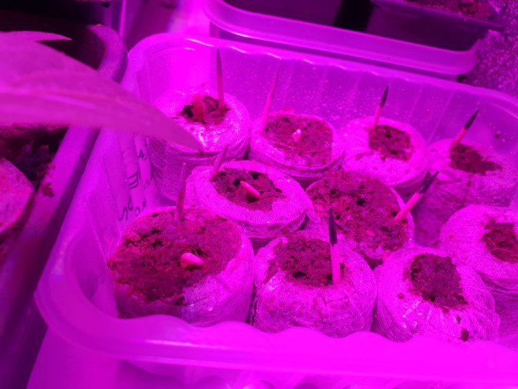 cucumber seedlings under grow light