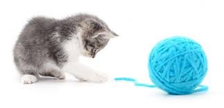 Cat and a ball of String