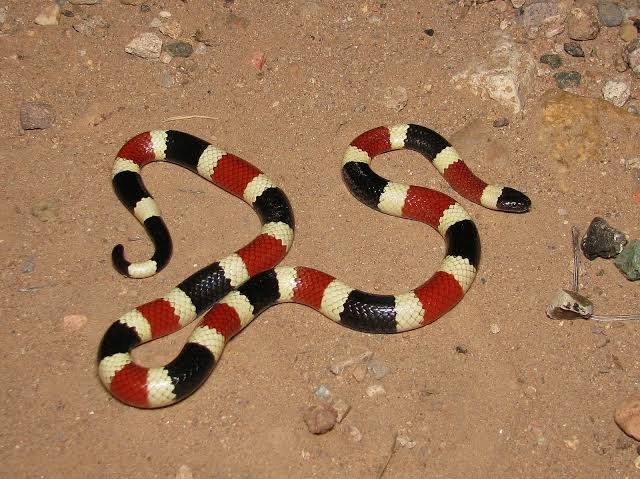 Sonoran Corl Snake from Pintrest