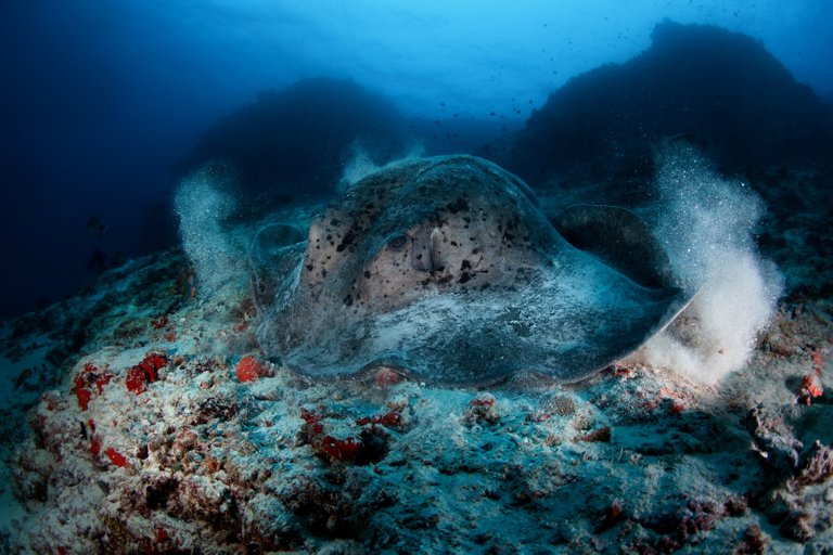 maldives underwater