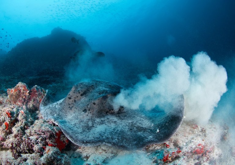 maldives underwater