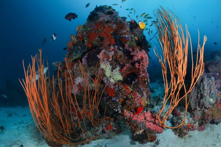 maldives underwater