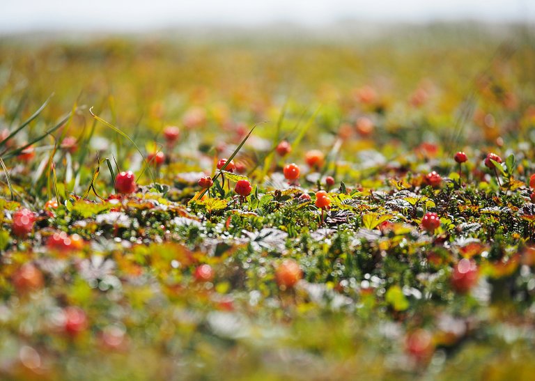 berries