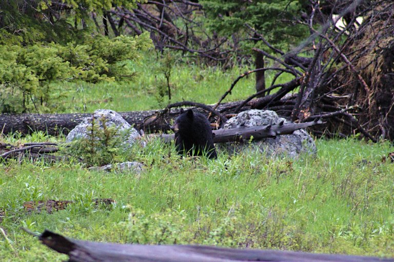 Black Bear