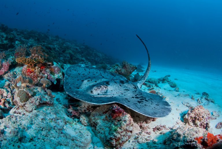 maldives underwater