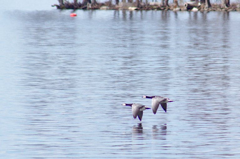 Barnacle geese in flight