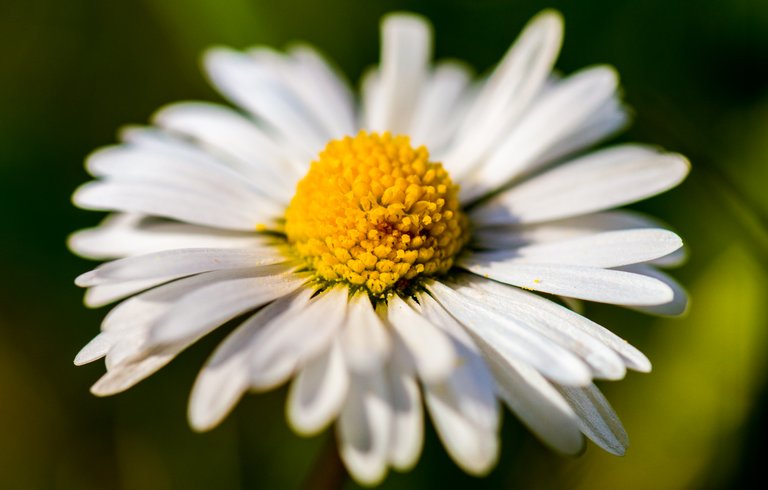 GänseBlume