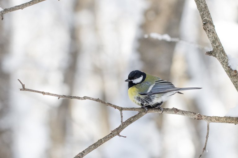 titmouse