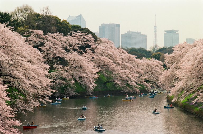 A Wednesday Afternoon At Chidorigafuchi-Ryokudo