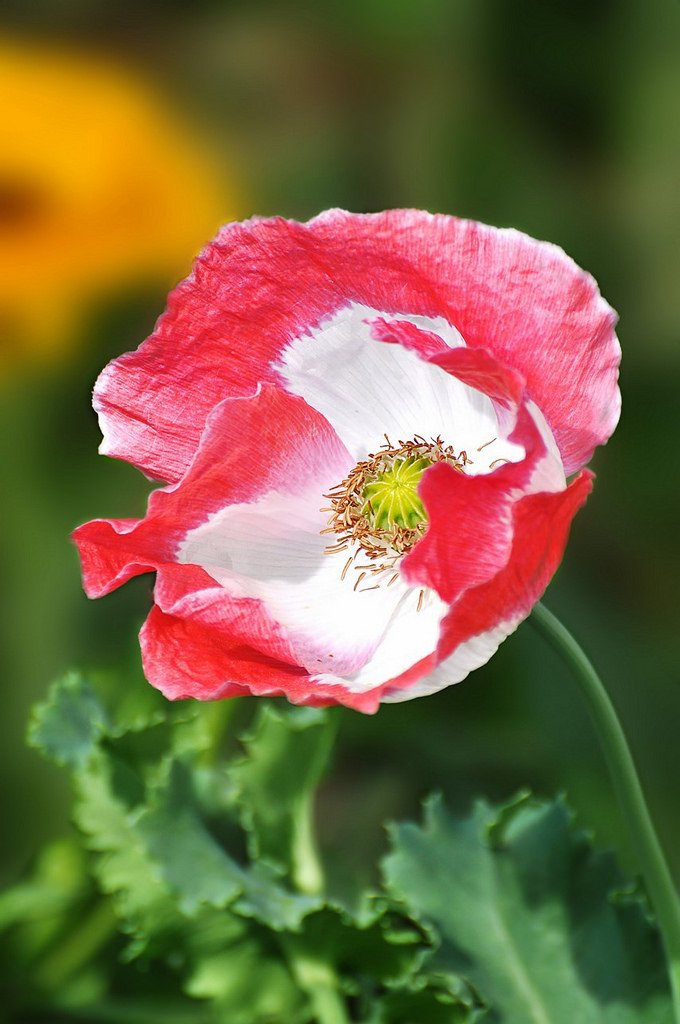 Pink variety of poppy / Розовая разновидность мака