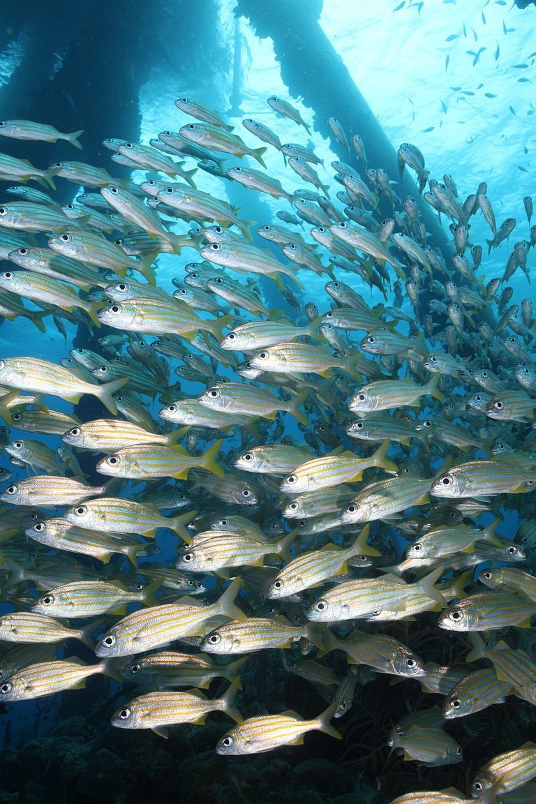 Bonaire salt pier