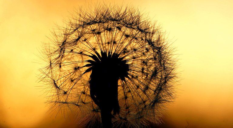 dandelion