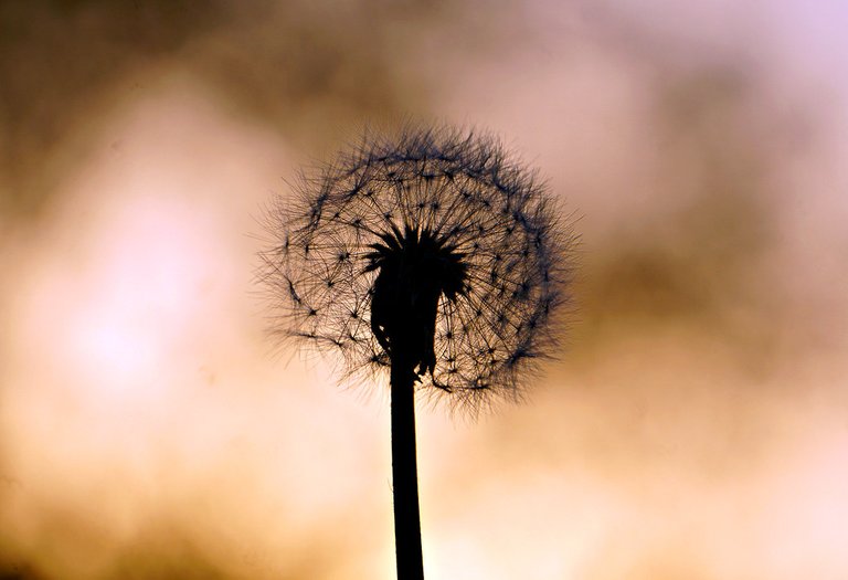 dandelion2