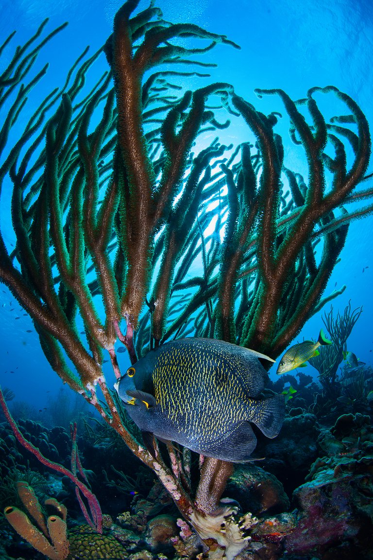 Bonaire