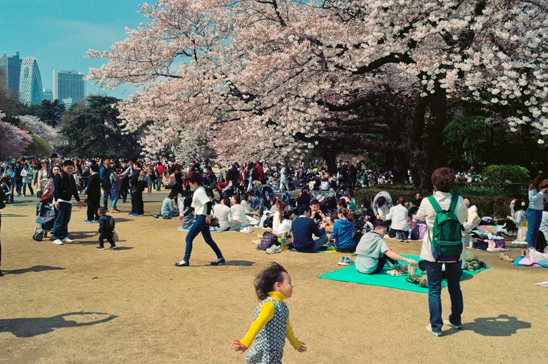 Wednesday In The Park